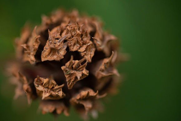 Close-up of Pine Cones: A Natural Element with Practical and Aesthetic Appeal