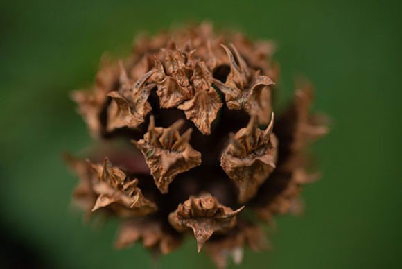 Close-up of Spruce Seed