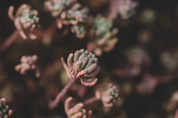 Exploring the Beauty and Benefits of Flowering White Sedum Plant