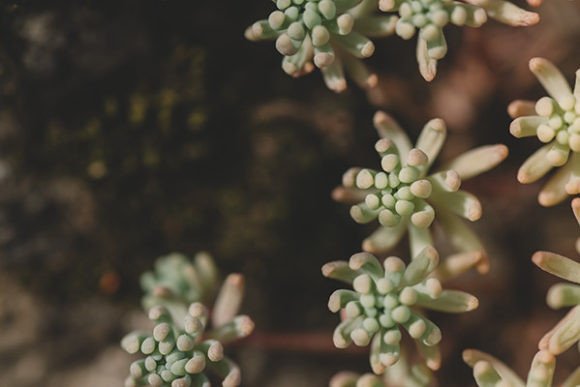 Miniature Mountain Flower: A Guide to Cultivating Tiny Ecosystems